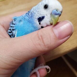 ★セキセイインコ♂&ウロコインコ♀★