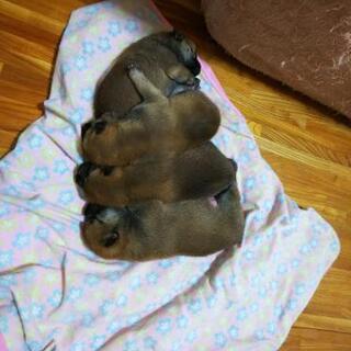 柴犬好き - つくば市