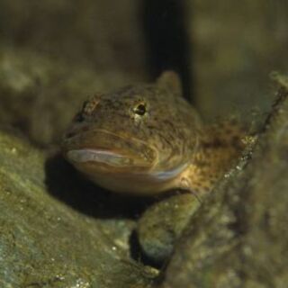 沼ハゼ(ヨシノボリ)1匹10円(要在庫確認)の画像