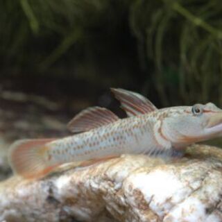 沼ハゼ(ヨシノボリ)1匹10円(要在庫確認)