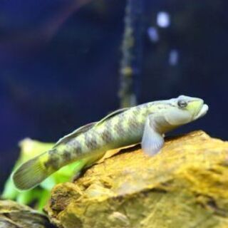 沼ハゼ(ヨシノボリ)1匹10円(要在庫確認)の画像