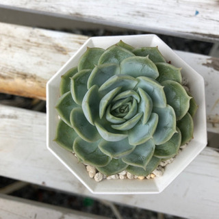 多肉植物 エケベリア オンスロー の画像