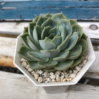 多肉植物 エケベリア オンスロー の画像