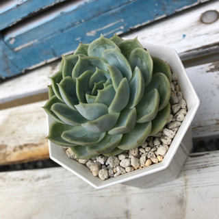 多肉植物 エケベリア オンスロー の画像