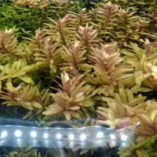 期日限定　ロタラ·インディカ　あげますの画像