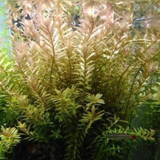 期日限定　ロタラ·インディカ　あげます