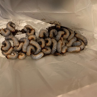カブトムシ幼虫 かぶとむし 幼虫