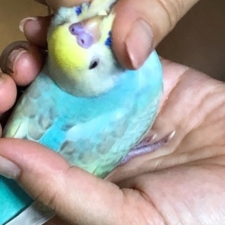 セキセイインコを探しています‼️(/ _ ; )