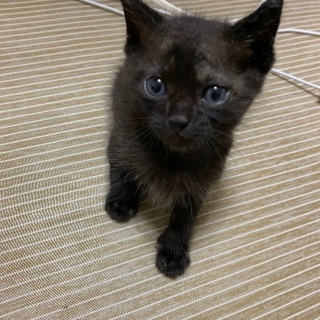 生後１ヶ月半ほどの子猫