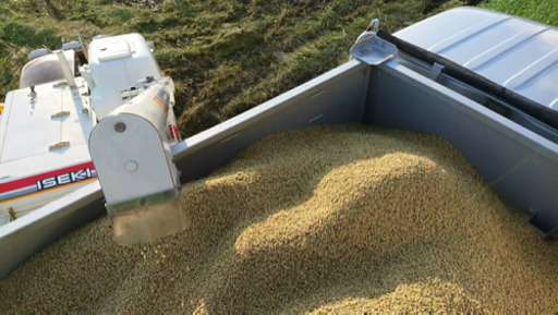 新米！ 令和4年産 採れたてキヌヒカリ（玄米）60kg（１俵）