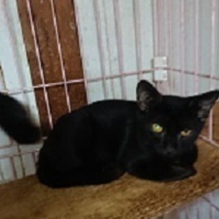 ぬいぐるみのように可愛い黒猫！