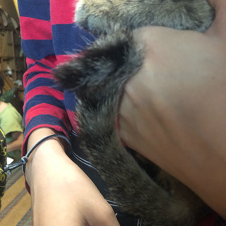 生後半年ほどの子猫です