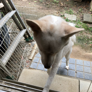 雑種の3歳のいるです。
