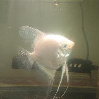 値下げします★熱帯魚エンジェルフィッシュ（ホワイトプラチナ）