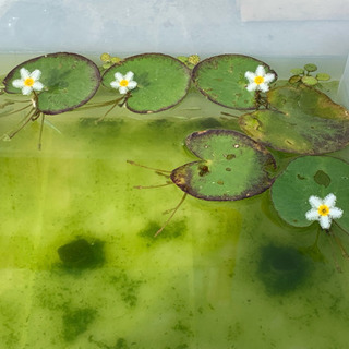 No.2 ガガブタ 水草 浮草 浮き草 メダカ の画像