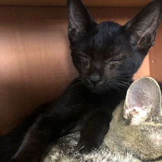 生後半年くらいの子猫です