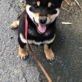 犬舎スタッフ募集