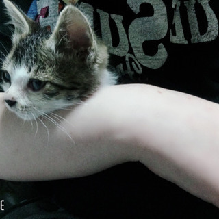 捨て猫ちゃんを保護しました