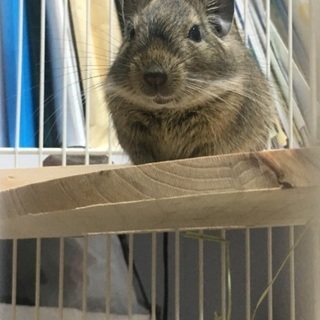 デグーを貰ってください