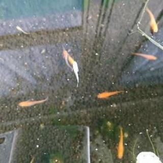 【メダカ無料】三色、二色いろいろ10匹の画像