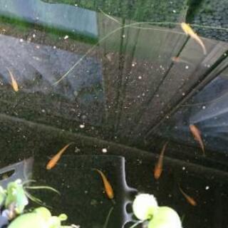 【メダカ無料】三色、二色いろいろ10匹の画像