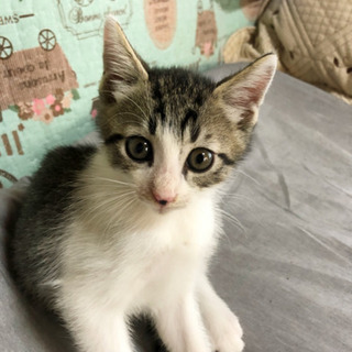 家族が決まりました☺︎【キジ白】生後2ヶ月 男の子