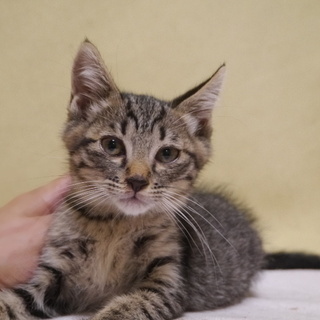 キジ模様の元気な子猫
