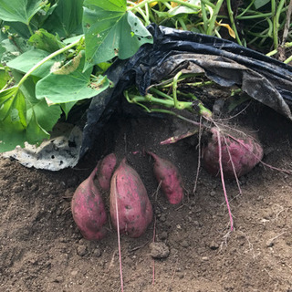 🍠さつまいも掘り体験🍠