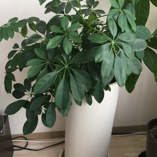 観葉植物カポック＋鉢