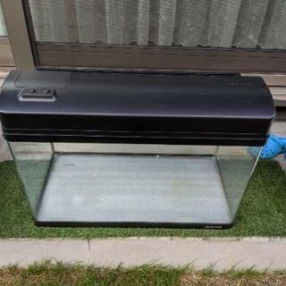60cmガラス水槽（近くならお届け可）