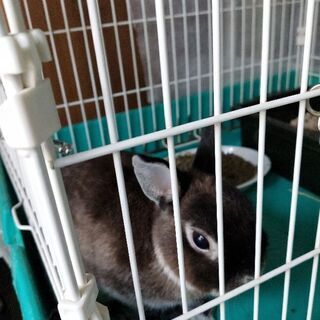 ミニウサギ差し上げます