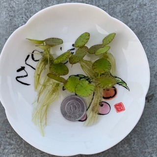 No.3 水草 浮き草 浮草  メダカ の画像