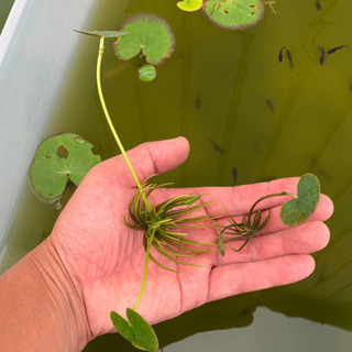 No.2 ガガブタ 水草 浮草 浮き草 メダカ の画像