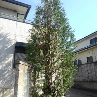 お庭のお手入れ　庭仕事　アルバイトの画像