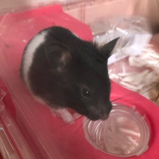 ハムちゃん友募集のお礼