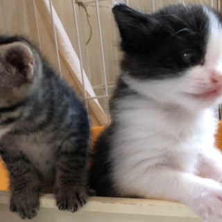約1ヶ月の子猫2匹ペアの家族になってください。