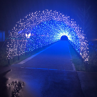 ゆりの里公園 ライトアップ 10月3日 - 福井市