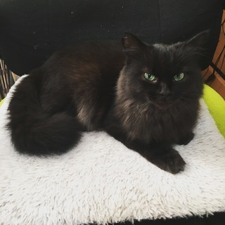 超めずらしい黒長毛の成猫ちゃん　オス