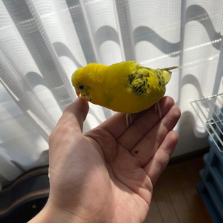 セキセイインコの里親を募集しております（決まりました）