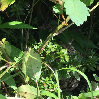 「完全日払い急募」草刈り  伐採  手元作業及び袋詰め作業の画像