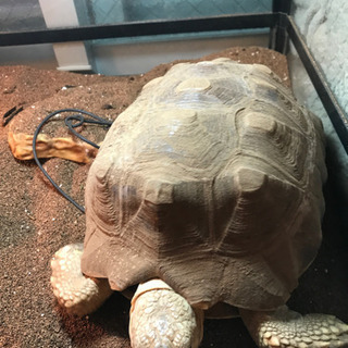 ケヅメリクガメ