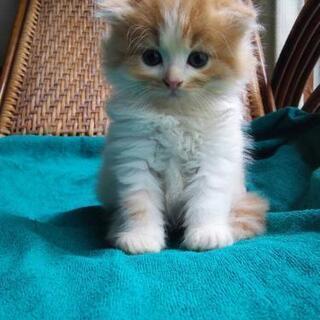 ⭐ワンちゃん猫ちゃんのお世話⭐