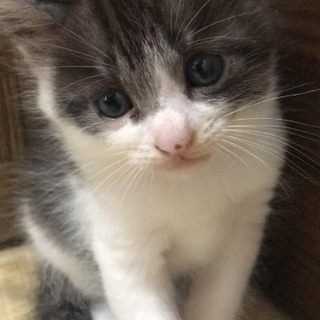 生後2ヶ月の里親さん募集です！