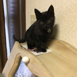 黒猫ちゃん1ヶ月半？