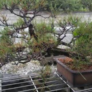 黒松盆栽　②