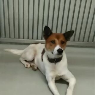 譲渡になりました⭐️⭐️　ありがとうございました - 犬