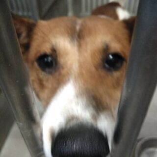 譲渡になりました⭐️⭐️　ありがとうございました - 山口市