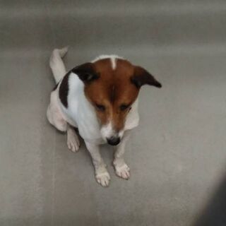 譲渡になりました⭐️⭐️　ありがとうございました - 里親募集
