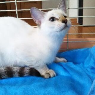 ケージに入れられたまま捨てられたシャムmix♀子猫