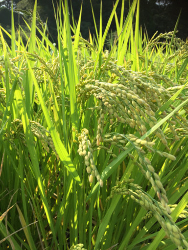 令和元年 新米 あきさかり 9月中旬-収穫 30kg売ります。